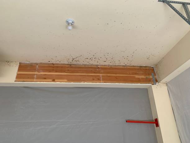 Best Black Mold Removal  in Sedro Woolley, WA