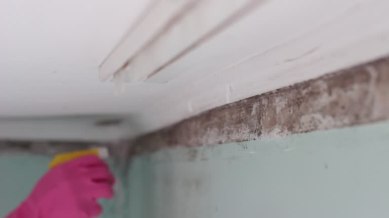 Best Commercial Mold Inspection  in Sedro Woolley, WA